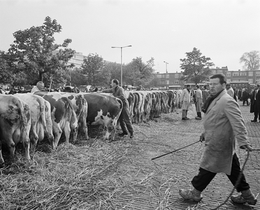 850387 Afbeelding van koeien en rondlopende veehandelaren, bij de Veemarkthal (Croeselaan) te Utrecht, kort voor de ...